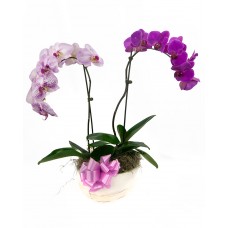 Orchid Container Garden